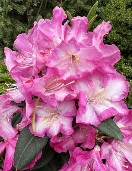 Rhododendron 'Persuasion'