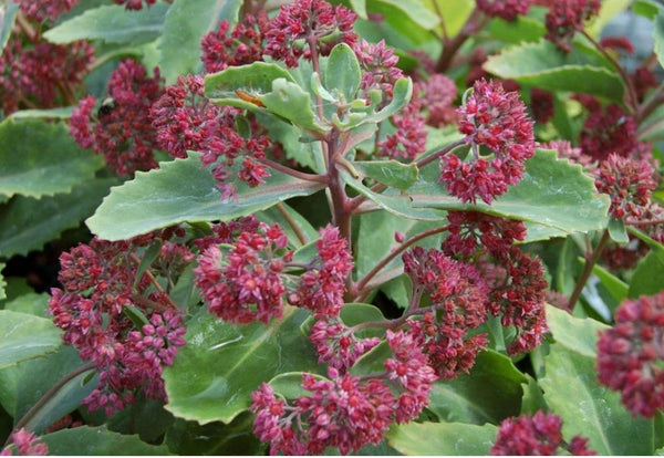 Sedum telephium var. borderi