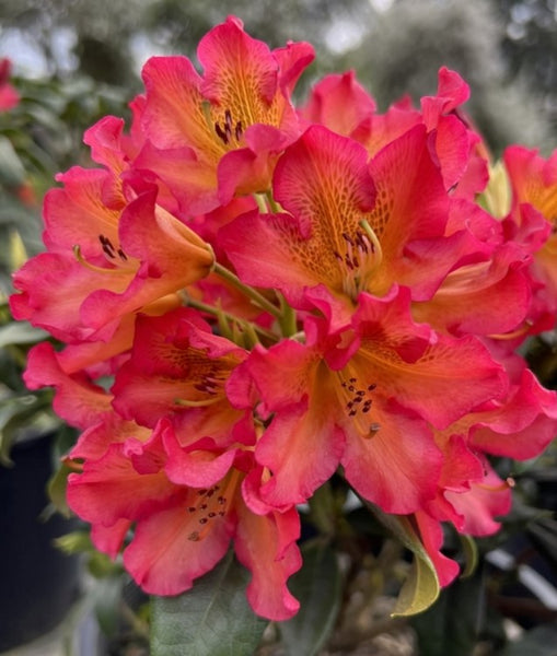 Rhododendron 'Sonata'