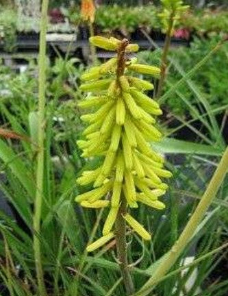 Kniphofia uvaria 'Little Maid' (Little Maid Torch Lily, Red Hot Poker)