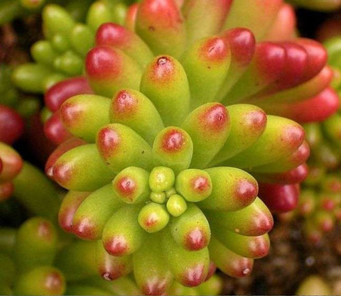 Sedum rubrotinctum