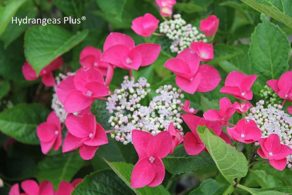 Hydrangea macrophylla 'Dani's Sparkle'