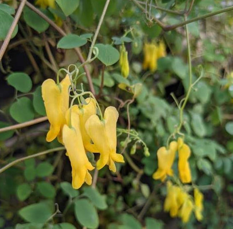 Dactylicapnos scandens (Dicentra scandans, Yellow Bleeding-Hearts Vine)