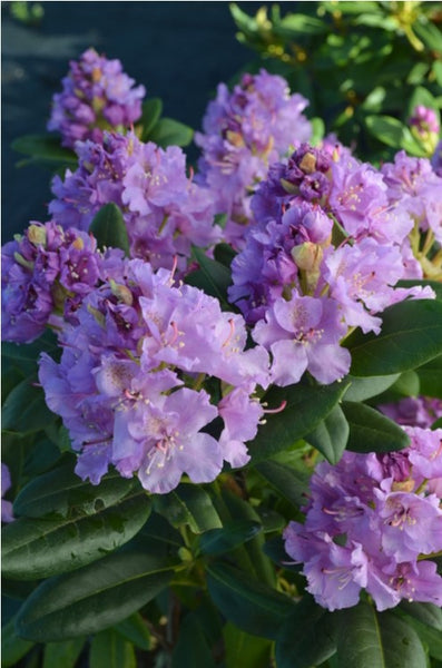 Rhododendron 'Lavender Queen'