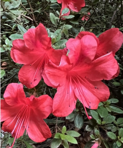 Rhododendron nakaharae 'Mount 7 Star' (Azalea)