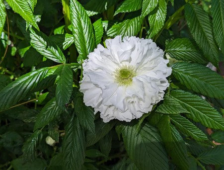 Rubus rosifolius 'Coronarius'