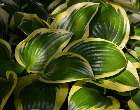 Hosta 'Queen Josephine'