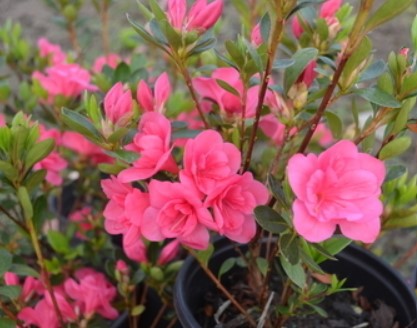 Azalea 'Twenty Grand'