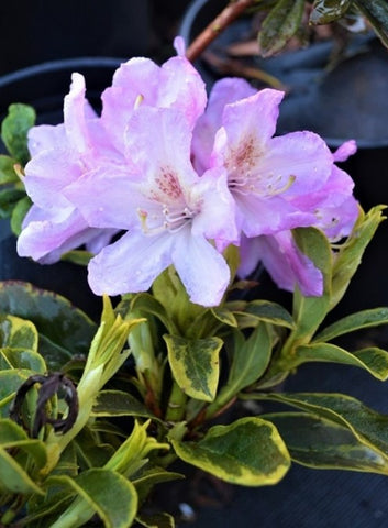 Rhododendron 'Northern Delight'