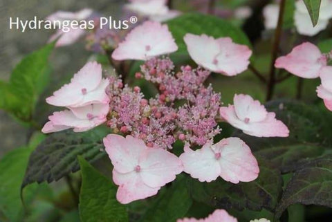 Hydrangea serrata 'Intermedia'