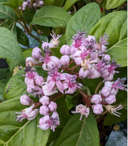 Dichroa febrifuga 'UBC Form' - Blue Evergreen Hydrangea