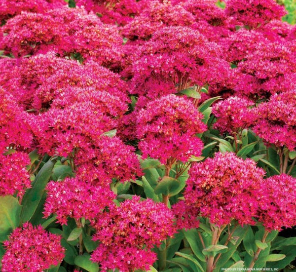 Hylotelephium 'Class Act' (aka Sedum 'Class Act')