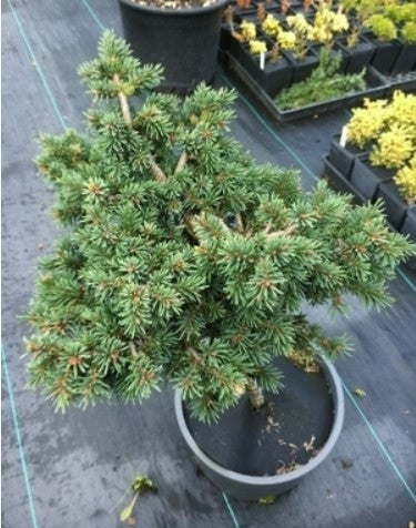 Picea abies 'Kotel'