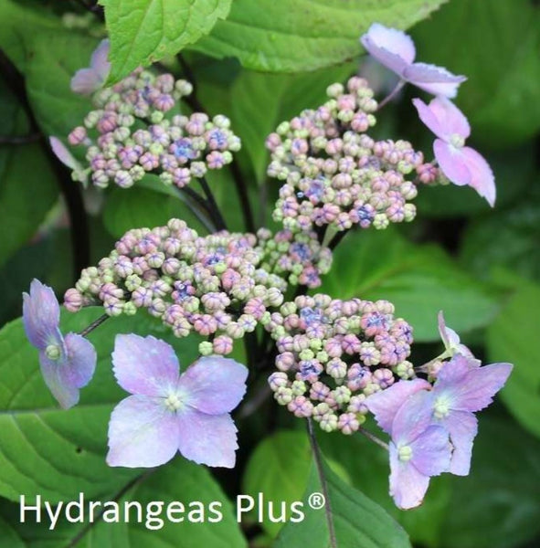 Hydrangea serrata 'Kurohime'