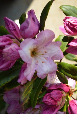 Rhododendron 'Lavender Princess'