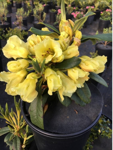 Rhododendron 'Nike'