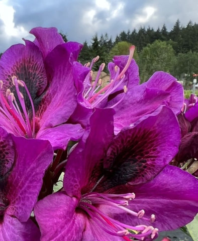 Rhododendron 'Smokey'