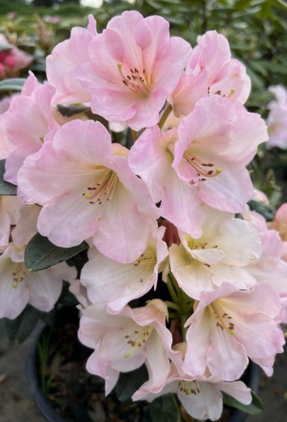 Rhododendron 'Nadia'