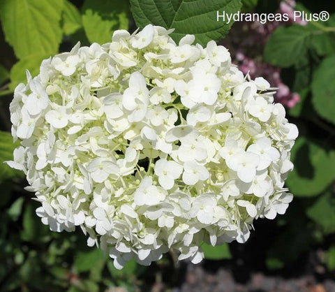 Hydrangea arborescens 'Marshmallow'