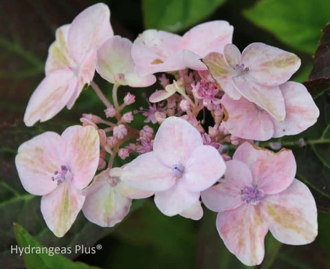 Hydrangea serrata 'Painter's Palette'