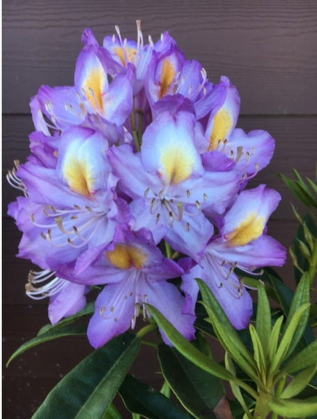 Rhododendron 'Blue Angel'