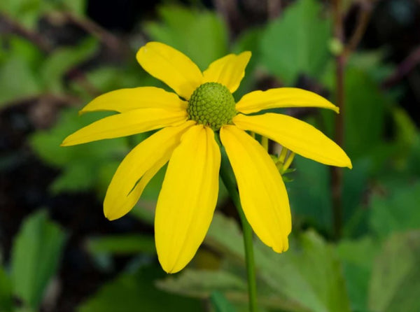 Rudbeckia nitada 'Herbstsonne' (aka 'Autumn Sun')