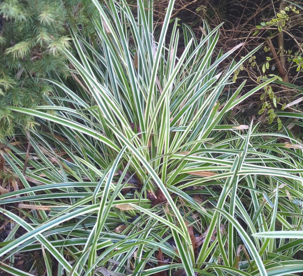 Carex morrowii 'Ice Dance'