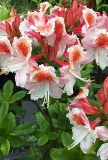 Azalea 'Jock Brydon'