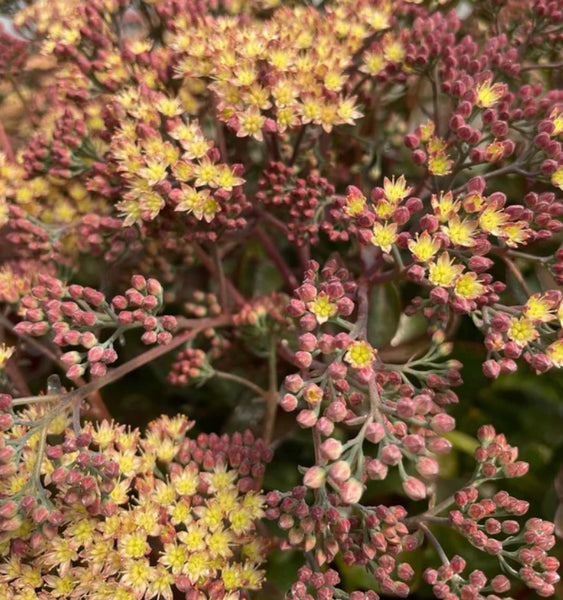 Sedum ‘Conga Line‘ PPAF
