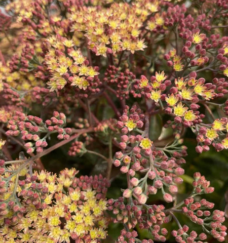 Sedum ‘Conga Line‘ PPAF