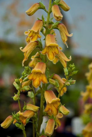 Digitalis obscura