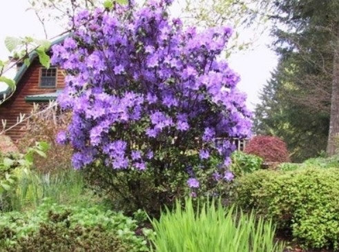 Rhododendron 'Blaney's Blue'