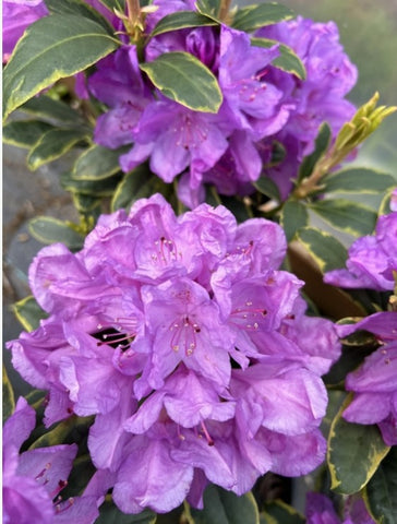 Rhododendron 'Silber Reif'