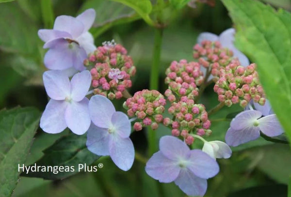 Hydrangea serrata 'Tiara'