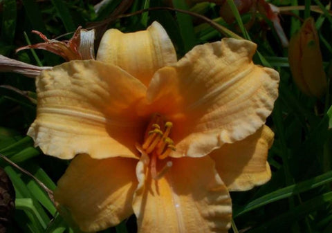 Hemerocallis 'Bertie Ferris' (Bertie Ferris Daylily)