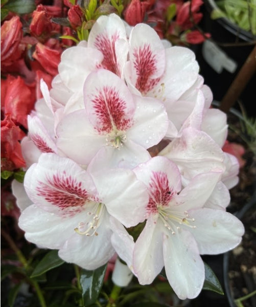 Rhododendron 'Lady de Rothschild'