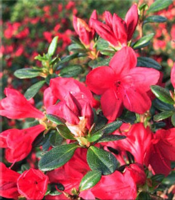 Azalea 'Stewartstonian'