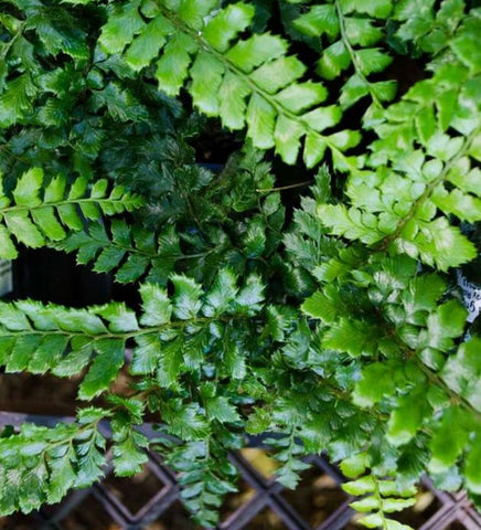 Polystichum polyblepharum (aka Tassel Fern)