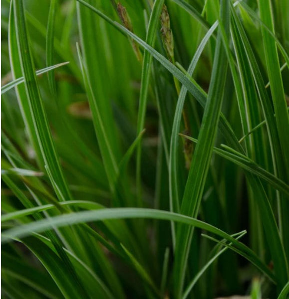 Carex 'Silver Sceptre'