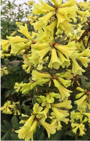 Rhododendron 'Yellow Hammer'