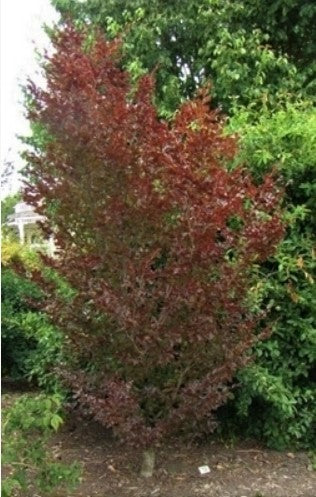 Fagus sylvatica 'Frisio'