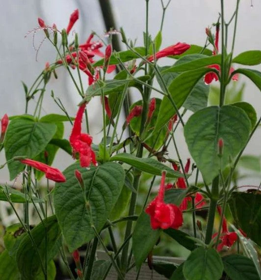 Ruellia elegans 'Ragin' Cajun'