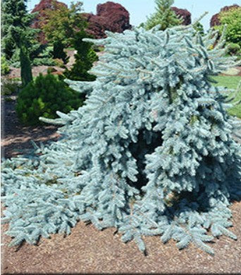 Picea pungens 'Procumbens'