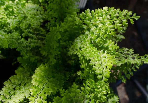 Polystichum setiferum 'Plumosum Densum'