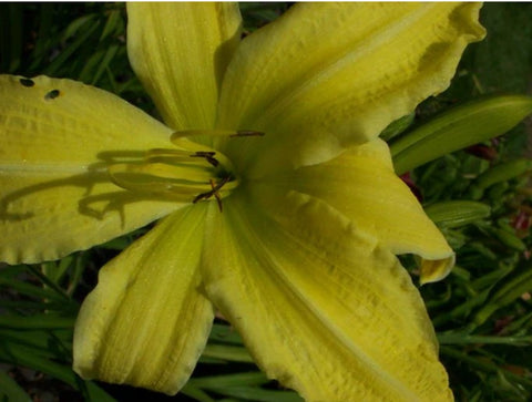 Hemerocallis 'Hyperion'