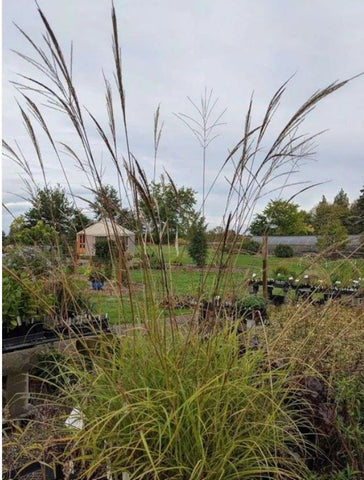 Miscanthus sinensis var. condensatus, aka Miscanthus transmorrisonensis