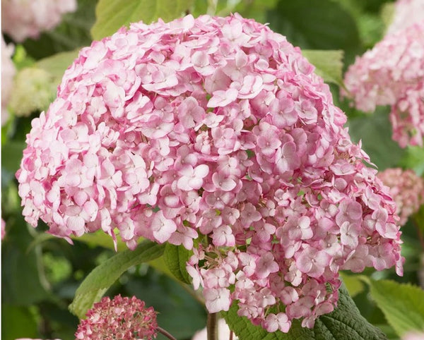 Hydrangea arborescens 'Bubblegum'