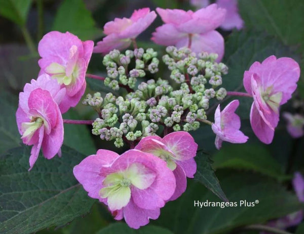 Hydrangea serrata Tuff Stuff™ (aka 'MAK20')