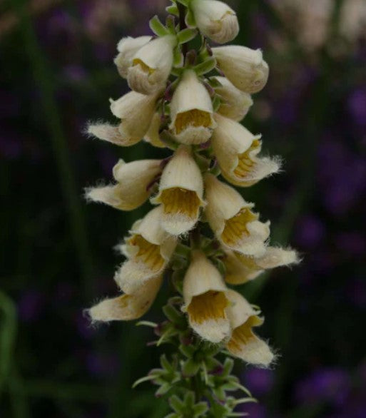 Digitalis parviflora