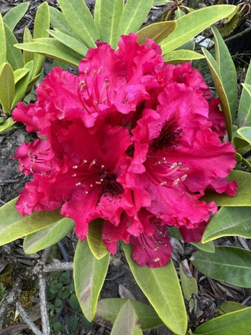 Rhododendron 'Max Sye'